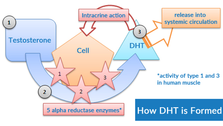 DHT hormone production